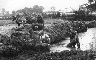 Flax – The Forgotten Harvest